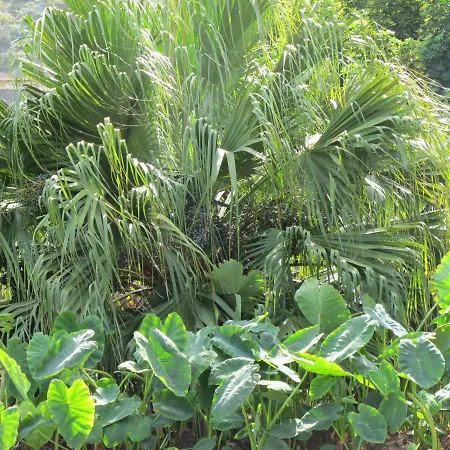 Haciendas Del Valle - Kentias *